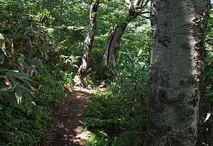 雑木林