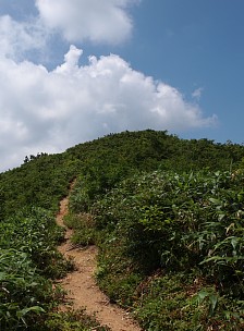 青空と笹原の道