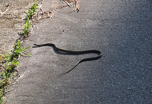 ヘビ