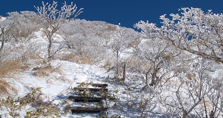 韓国岳直下の樹氷