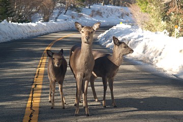 えびの高原の鹿