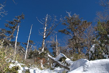 針葉樹林帯