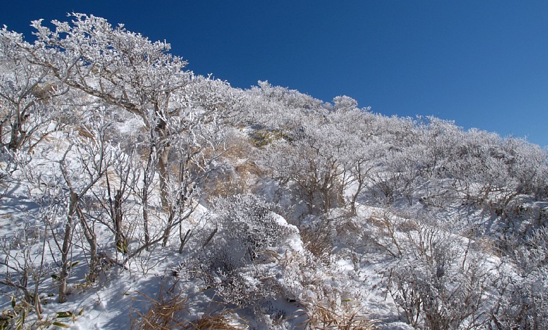 樹氷