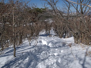 樹林帯