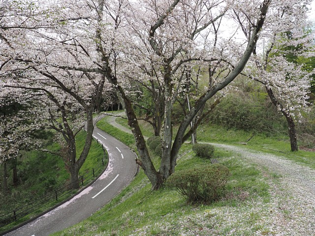 自転車道