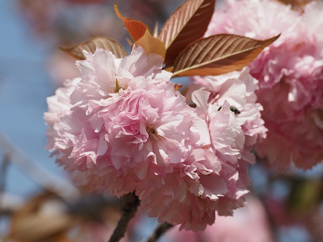 八重桜
