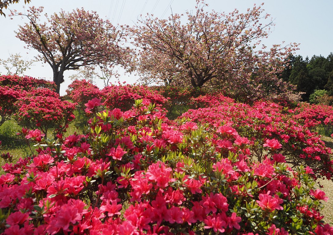 八重桜とツツジ