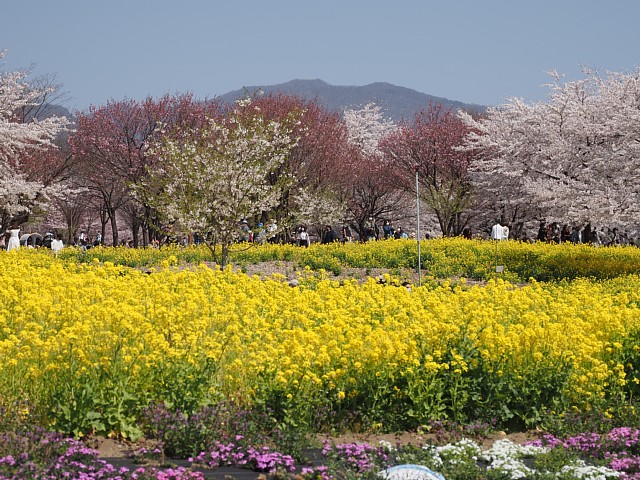 菜ノ花と桜と赤城山