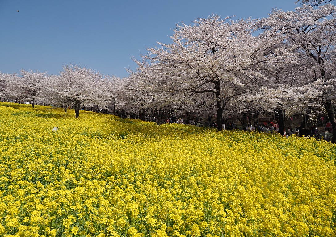 菜の花と桜