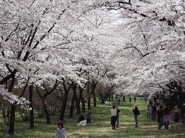 桜のトンネル