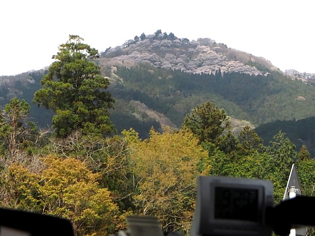 桜山