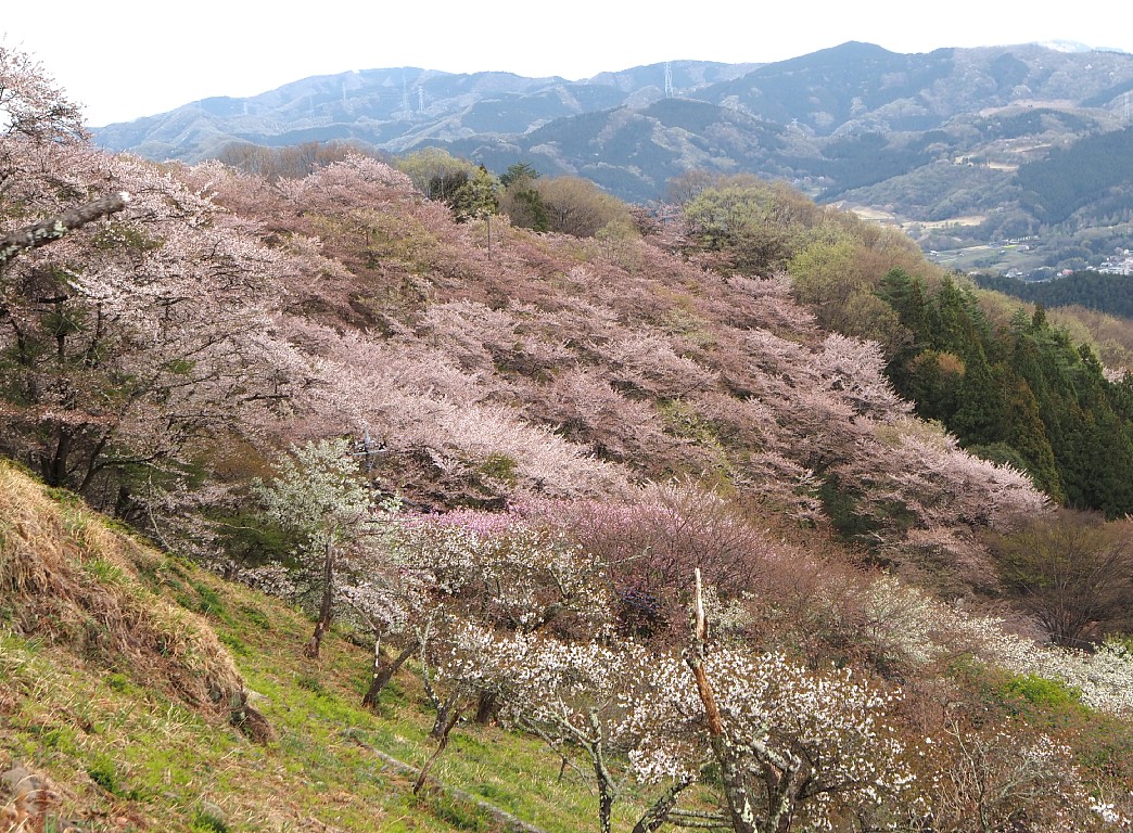 桜山公園