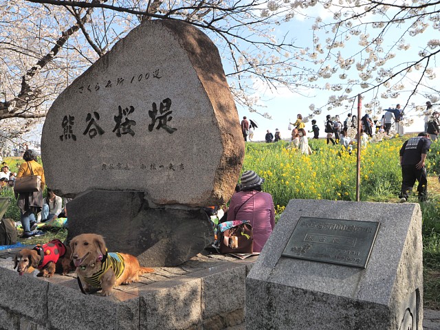 熊谷桜堤