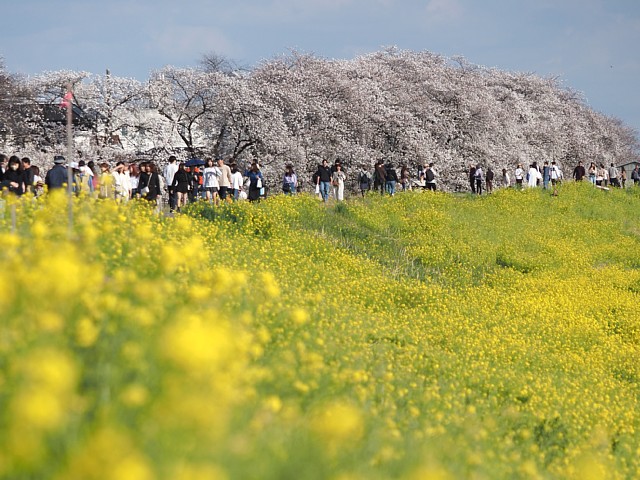 菜の花畑