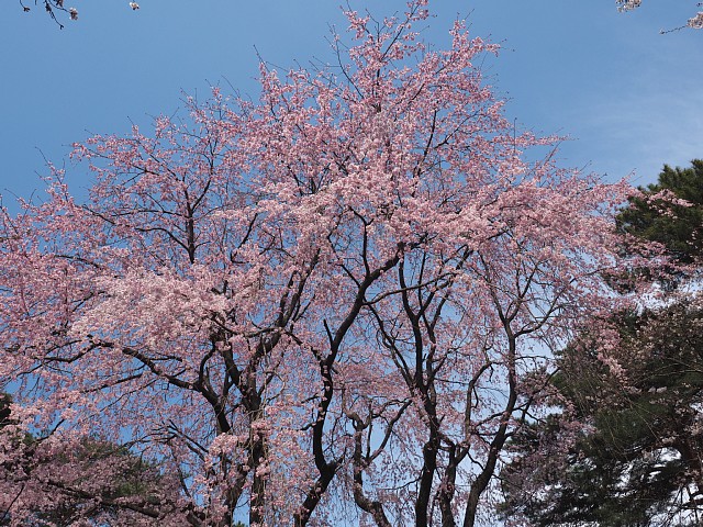 大宮公園の桜