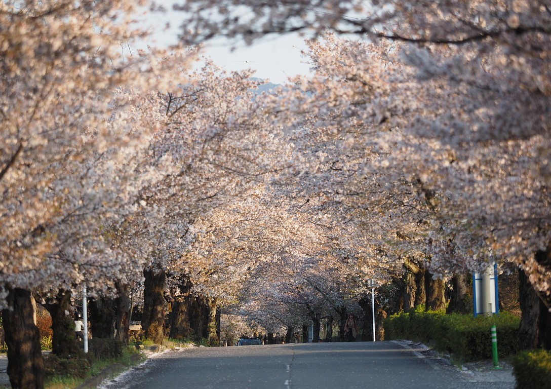 北桜通り