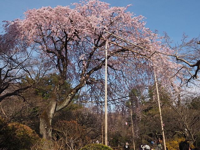 枝垂れ桜