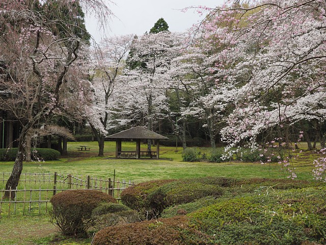 お花見広場