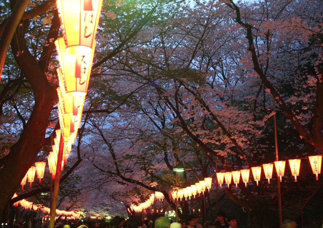 北桜通り