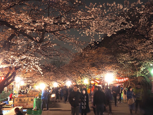 夜桜