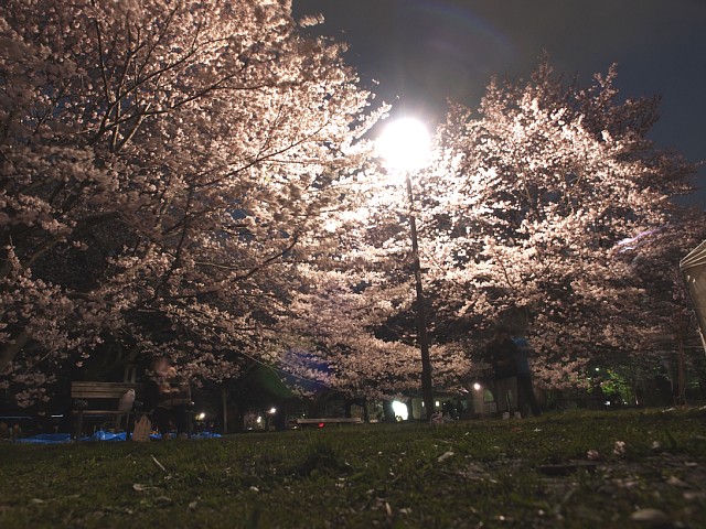 桜の園