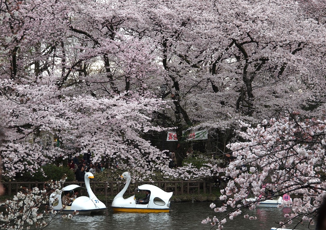 井の頭恩賜公園