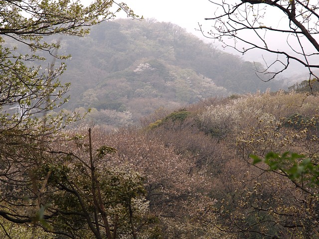 衣笠山