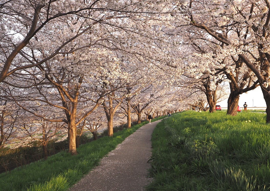 桜トンネル