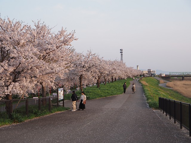 大河津分水さくら公園