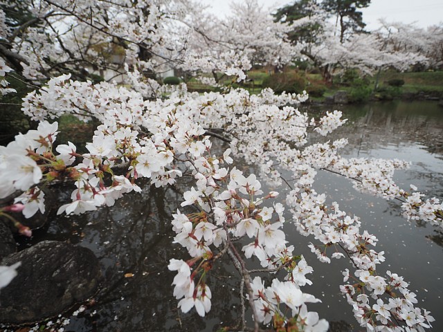 池