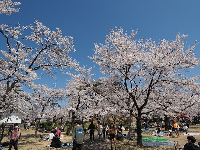 高田城址公園