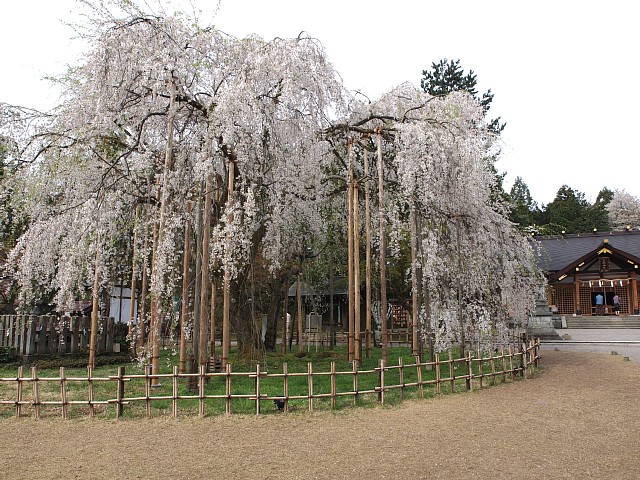 足羽山公園