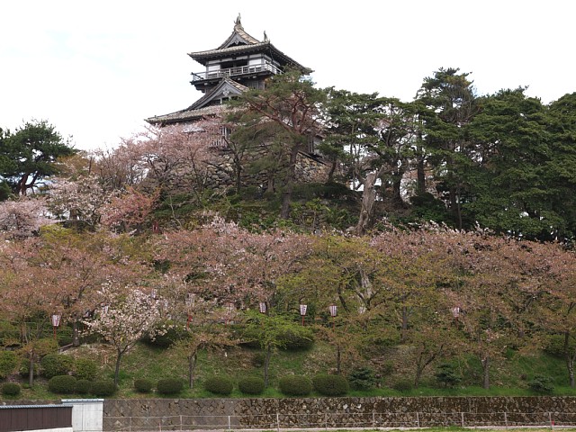 桜と丸岡城