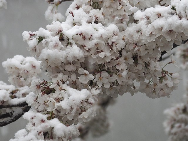 雪桜