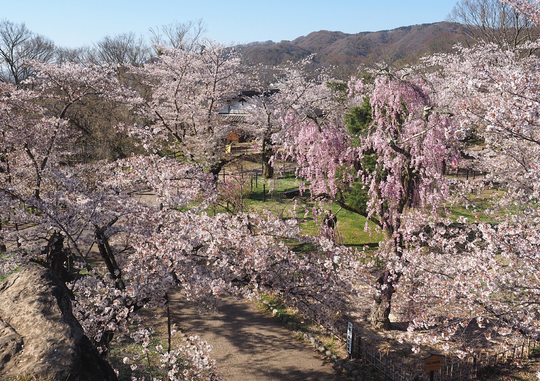 小諸城址懐古園