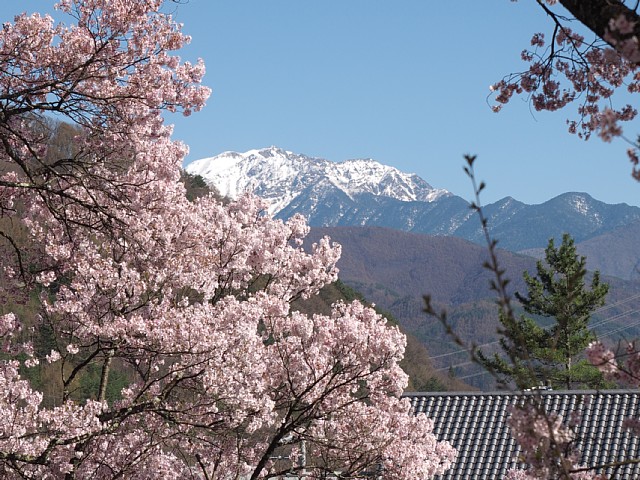 桜と仙丈ヶ岳