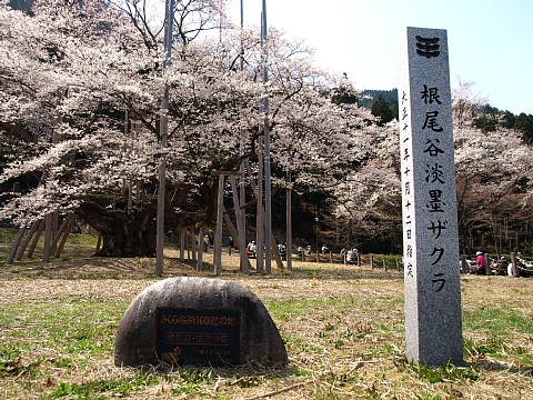 淡墨桜