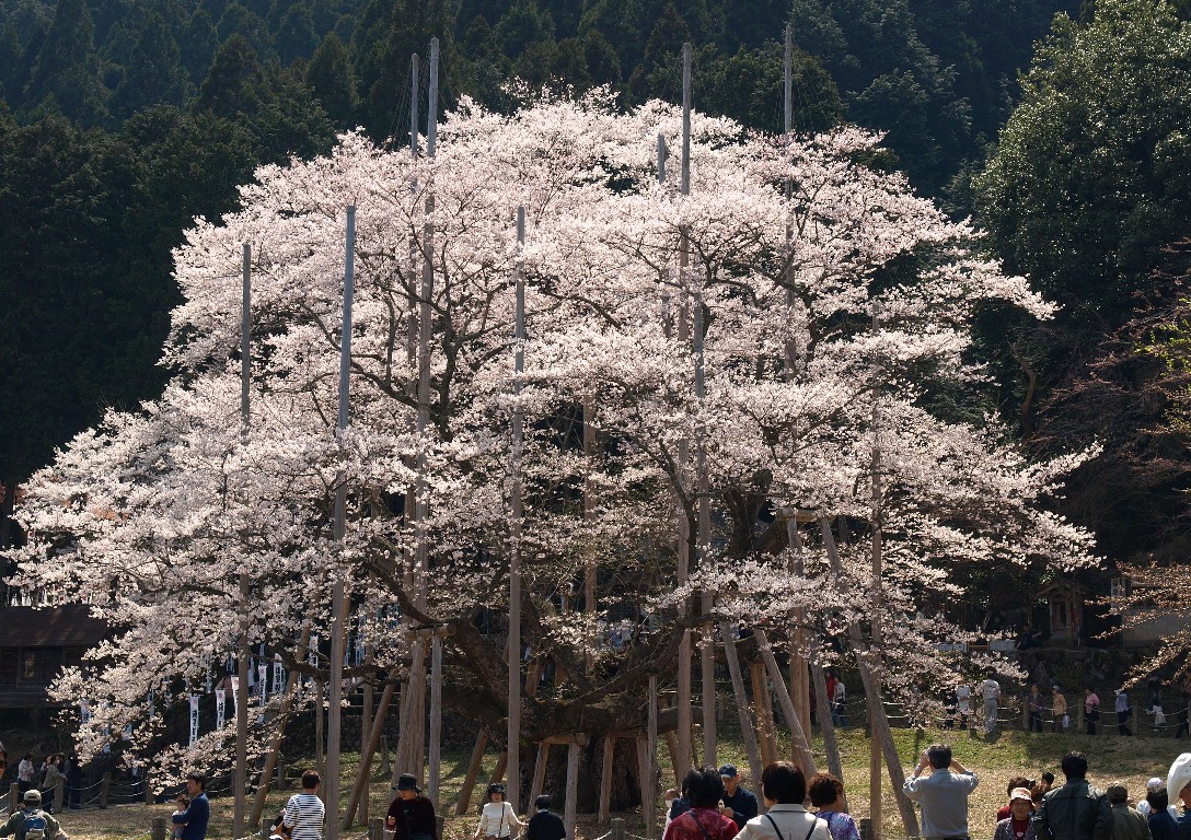 淡墨桜