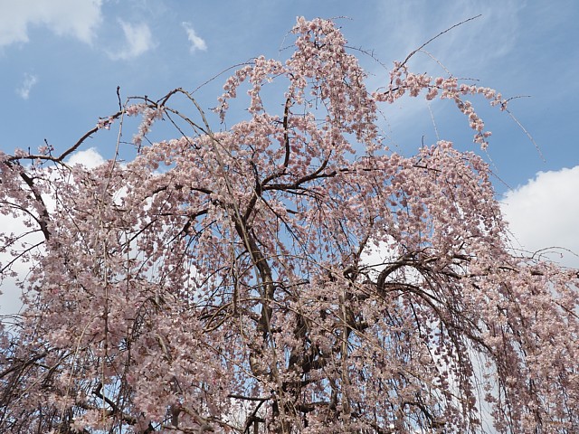 枝垂桜