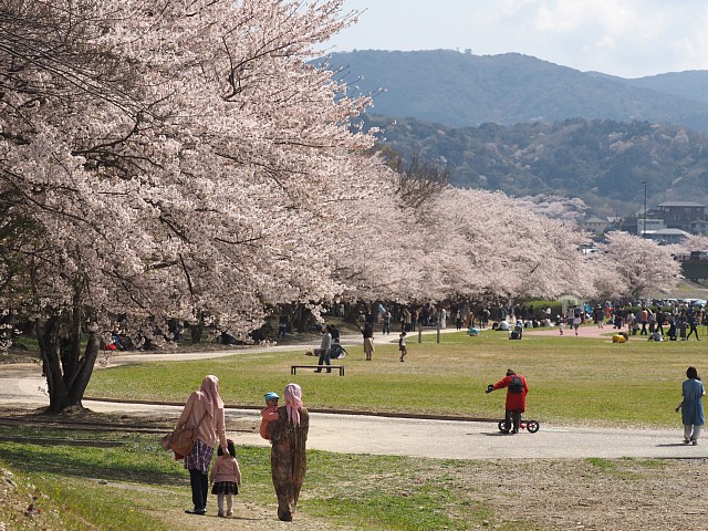 宮川堤の桜