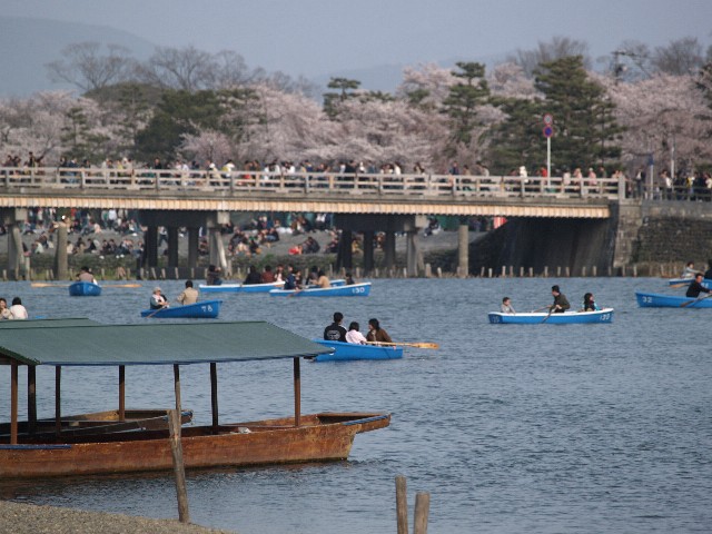 渡月橋とサクラ