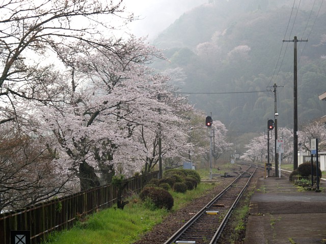 笠置駅のサクラ