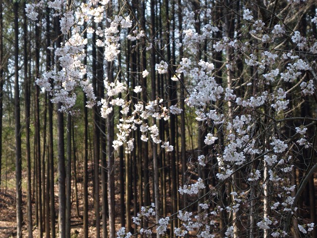 笠置山のサクラ