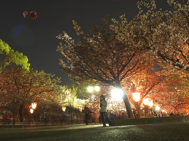 桜の通り抜け