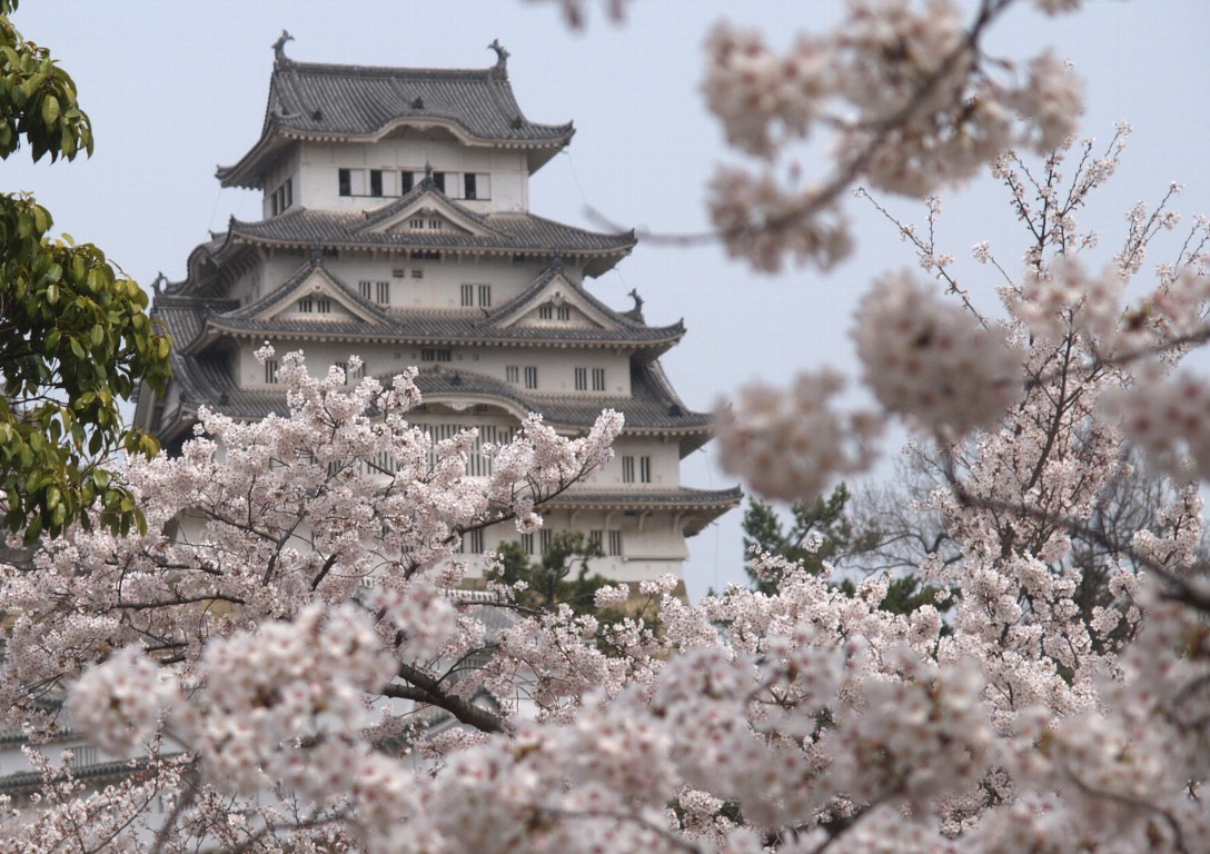 姫路城の桜