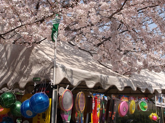 明石公園のサクラ