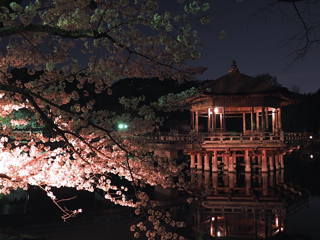 鷺池のサクラ