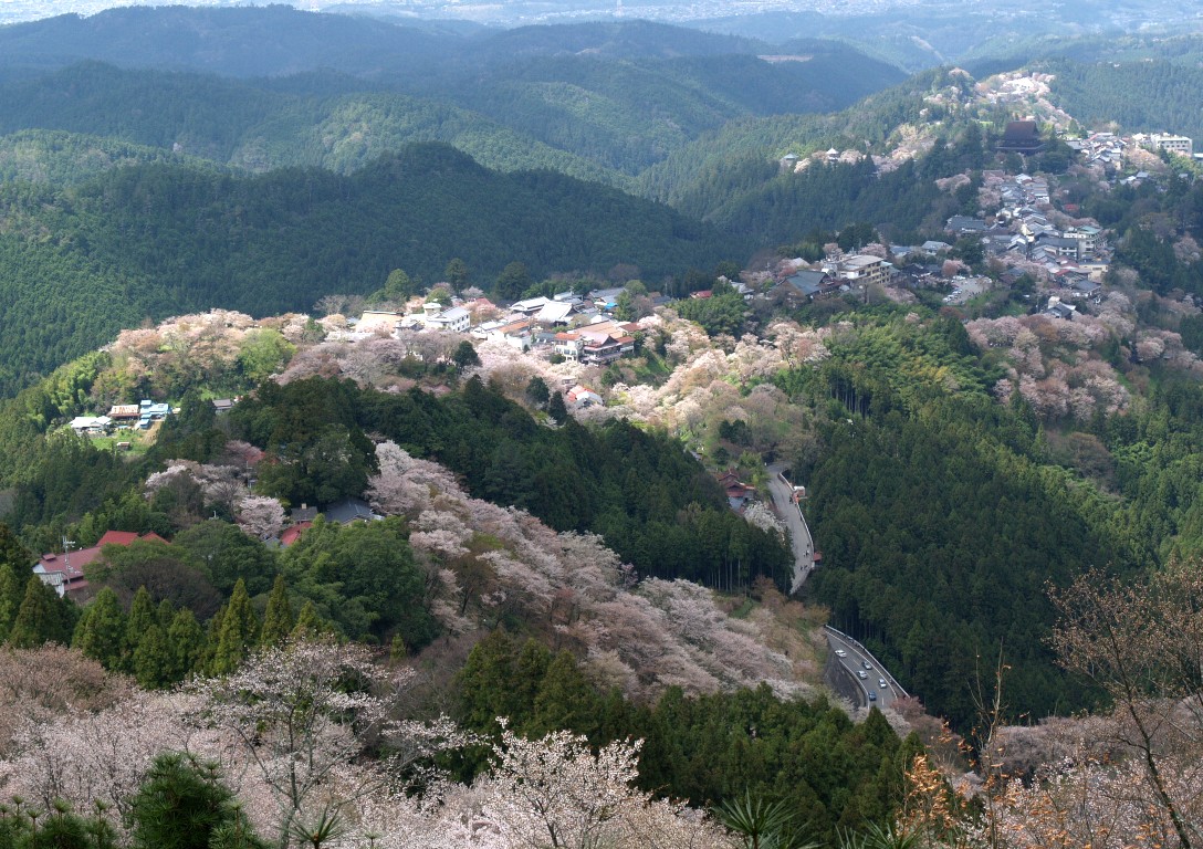 サクラの吉野山