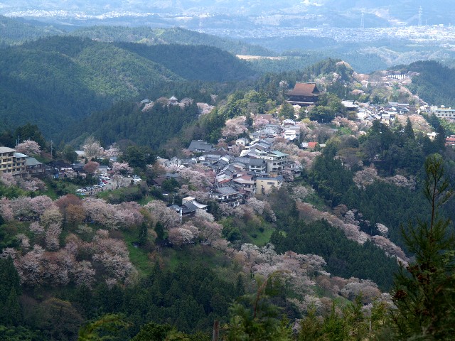 サクラの吉野山