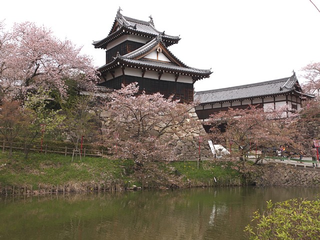 郡山城址のサクラ